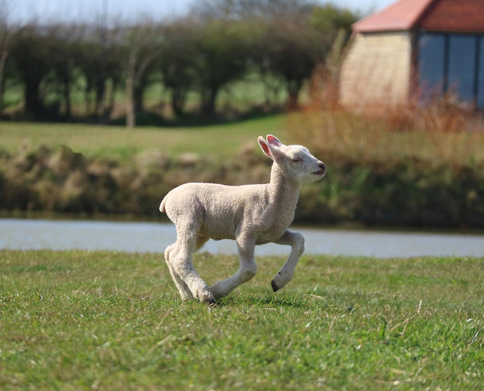 Four Acres Farm Shepherds Huts Donaghadee Dış mekan fotoğraf